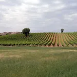 Toscano