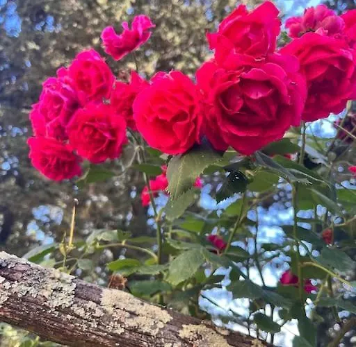 Apartment Toscano Monteriggioni